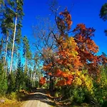 Forest Retreat With Garden Frauenwald
