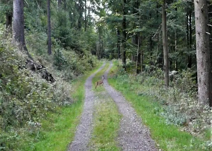 Forest Retreat With Garden *